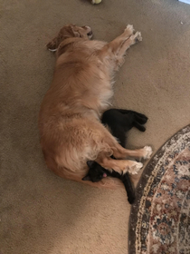 Recently got a kitten I think her and our dog are finally getting along