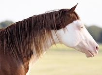Red headed albino eyed mullet horse won the gene pool lottery