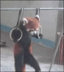 Red Panda Pull-ups