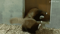Red panda uses sneak attack