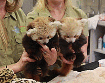 Red Pandas are little handfuls at the Lincoln Childrens Zoo