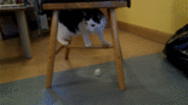 Reddit meet my cat Barney He forgets how to floor sometimes