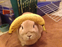 Regular size rabbit Banana for scale