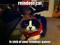reindeer cat is sick of this
