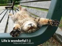 Relax life is wonderfulgt Super cool cat