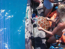 Releasing a turtle that was accidentally caught in a fish net