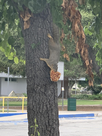 Remember Pizza Rat Well Pizza squirrel was chillin outside my workplace today