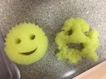 Replacing our Scrub Daddy is like looking at a PSA about drugs