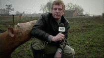 Reporter gets interupted by a pig