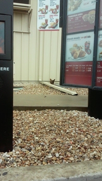 Rescue mission at KFC
