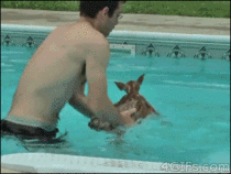 Rescuing deer from pool nope