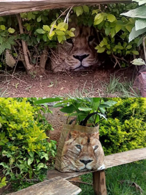 Residents called the wildlife service because they saw a lion