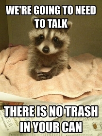 Responsible Raccoon