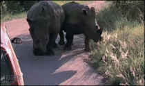 Rhino pops a tire