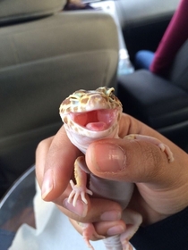 Ridiculously photogenic Leopard Gecko