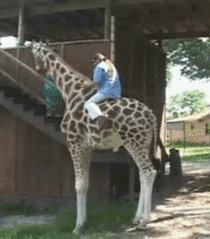 Riding a giraffe x-post from rgifs