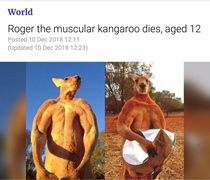 RIP ripped kangaroo