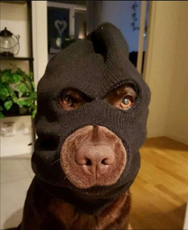 Robber doggo
