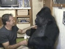 Robin Williams tickling a gorilla who is fluent in American sign language