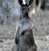 Rockin Kangaroo
