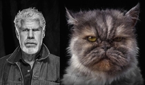 Ron Pearlmans cat