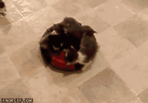 Roomba kitten adventure