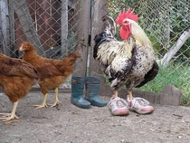Rooster with his old sneakers