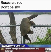 Roses are red