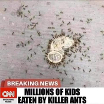 Run its the killer ants