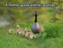 Ryan Gosling  The early years