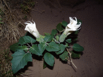 Sacred datura blossoms take about  seconds to open and only last one night