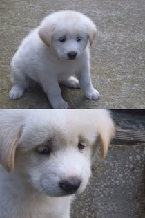 Sad doggo ponders the meaning of life