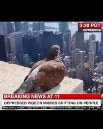 sad pigeon