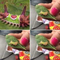 Sadddleback Caterpillar