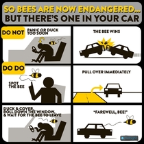 Safety Guide A bee in the car