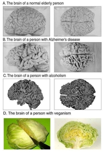 Salad brain