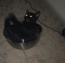 Salem figuring out how to sit in a bowl