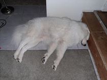 Samoyed VS House He often sleeps in a ram position