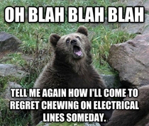 Sarcastic Bears last words