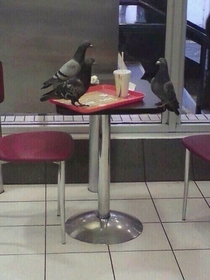 Saw a pigeon in a job interview hope he gets it