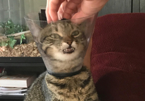Saw the Over It post wanted to share my cat with a cone after getting spayed