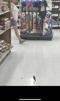 Saw this bird shopping for bird seeds at Walmart