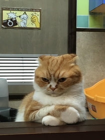 Saw this cat at a cat cafe Caption this