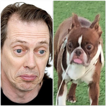 Saw this dog that looks like Steve Buscemi