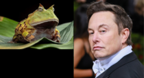 Saw this frog reminded me of Elon Musk