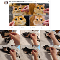 Saw this on twitter and tried it with my cat