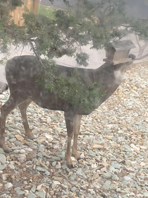 Saw this weird looking bird at my feeder today