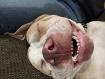 Say Hello to Kona he makes some interesting faces when he sleeps
