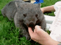 Say hello to my little well you know wombat