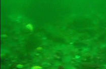 scallop swimming gif